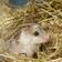 Kiinankääpiöhamsteri - Myytävät kanit ja jyrsijät - KKHAMSTERI - 1