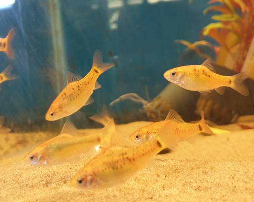 Keltabarbi (Barbodes semifasciolatus) - Akvaariokalat - KELTABARBI - 1