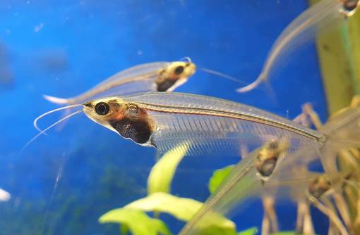 Lasimonni (Kryptopterus vitreolus) - Akvaariokalat - LASIMONNI - 1