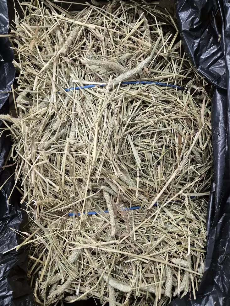 Heinäpaali 6-8 kg - Kanin ja jyrsijän heinät - PAALI - 1