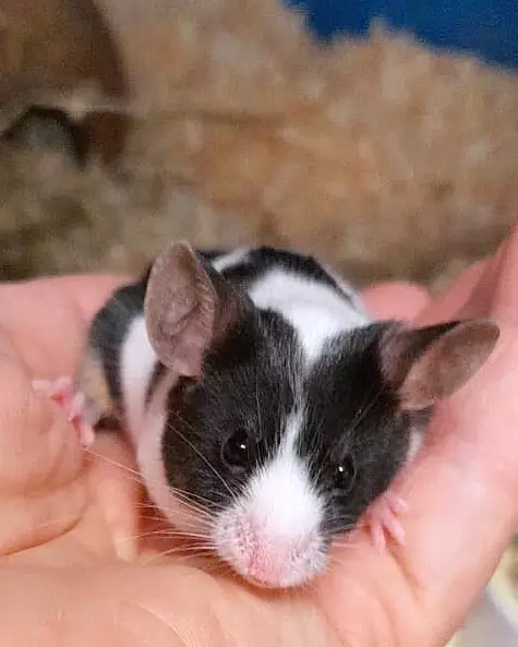 Kesyhiiri - Myytävät kanit ja jyrsijät - KESYHIIRI - 1