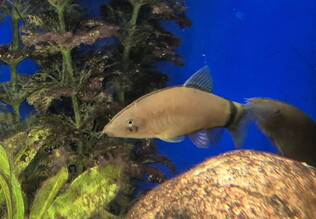 Kaarinuoliainen - Akvaariokalat - KAARINUOLIAINEN - 1