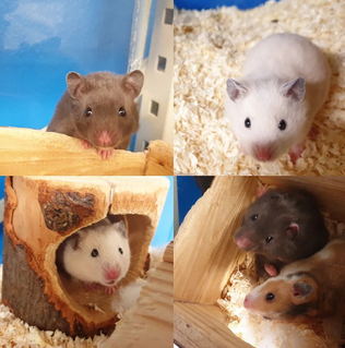 Syyrialainen hamsteri Kultahamsteri Syyrianhamsteri - Myytävät kanit ja jyrsijät - SYYRIALAINEN - 1