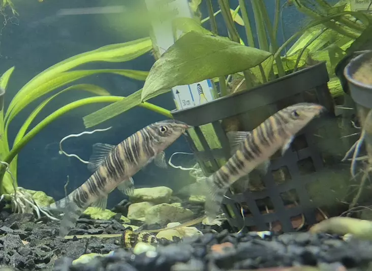 Raitanuoliainen (Botia striata) - Akvaariokalat - RAITANUOLIAINEN - 1