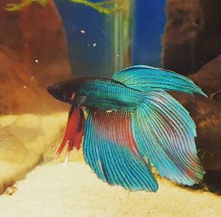 Taistelukala (Betta splendens) - Akvaariokalat - TAISTO - 1