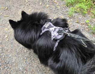 WonderDog Valjaat - Y-Valjaat - WDSO - 2