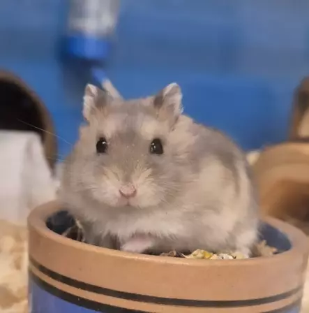 Talvikko Venäjänkääpiöhamsteri - Myytävät kanit ja jyrsijät - TALVIKKO - 2