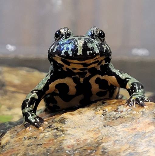 Kiinankellosammakko - Myytävät sammakot ja hyönteiset - SAMMAKKO - 1