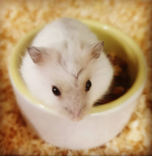 Talvikko Venäjänkääpiöhamsteri - Myytävät kanit ja jyrsijät - TALVIKKO - 1