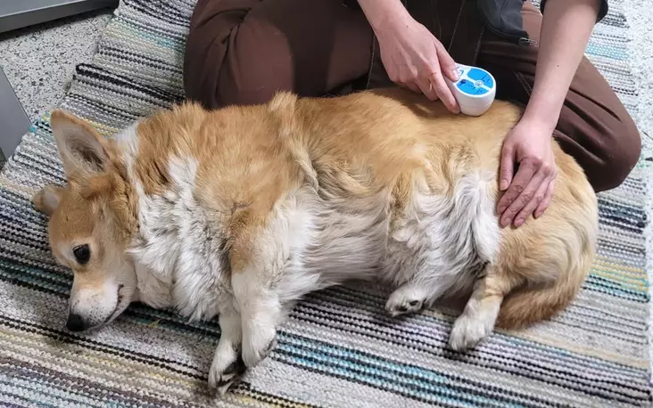 Laserhoito lemmikeille - Lemmikkien laserhoito - LASER - 1