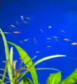 Juovaminirasbora (Boraras urophthalmoides) - Akvaariokalat - BORARAS - 1