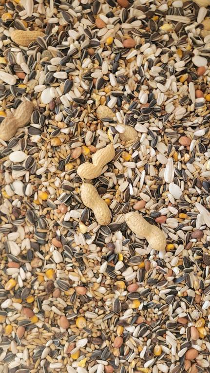 Siemenseos - Lintujen ruoka ja herkut - SIEMENSEOS - 1