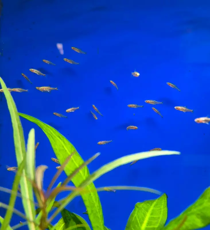 Juovaminirasbora (Boraras urophthalmoides) - Akvaariokalat - BORARAS - 1