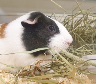 Marsu - Myytävät kanit ja jyrsijät - MARSU - 1