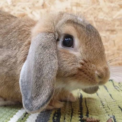 Lemmikkikani - Myytävät kanit ja jyrsijät - PUPU - 1